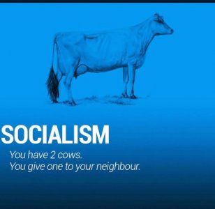 cows.jpg