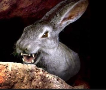 bunny1.jpg