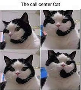 callcentercatjpg.jpg