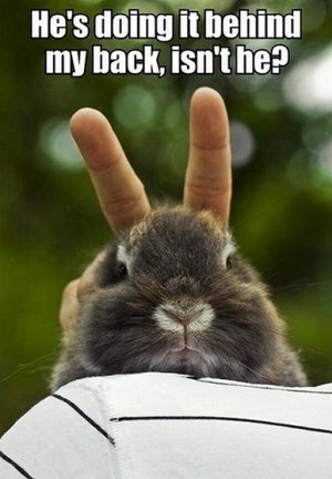 bunnyears.jpg