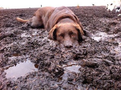 muddy dog.jpg