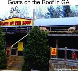 Goats on the roof.jpg