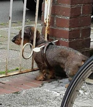 Dog ingenuity.jpg