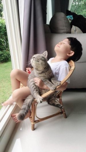 cat2.jpg