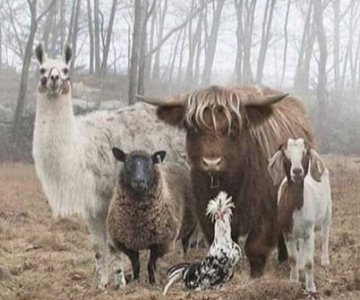 animals.jpg