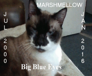 7_10_15.gif
