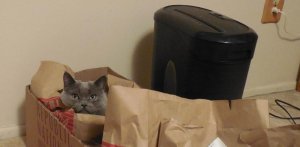 shredder.jpg