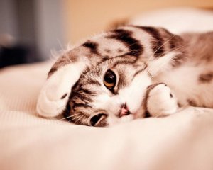 ws_Cute_Kitty_1280x1024.jpg