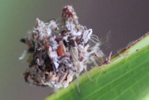 lacewing.jpg