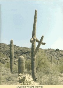******_saguaro.jpg