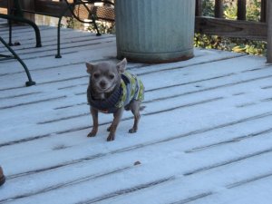 taco in snow.jpg