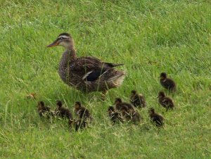ducks.jpg