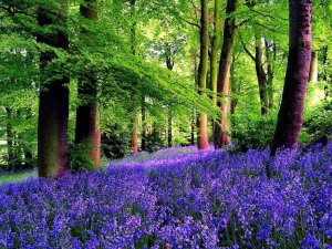 forests-leaves-carpet-grass-nature-forest-pretty-beautiful-trees-blue-lovely-greenery-fresh-summ.jpg