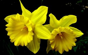 images-daffodils-flower-5.jpg