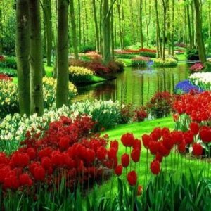 c10e9ff1efb953f16e97951c5bbb4077--tulips-holland-tulip-festival.jpg