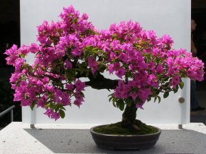 Bougainvillea-glabra-3.jpg