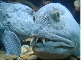 wolffish.jpg wolffish.jpg