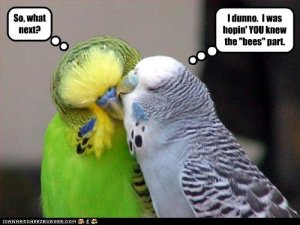 funny birds,funny birds pictures, (9).jpg