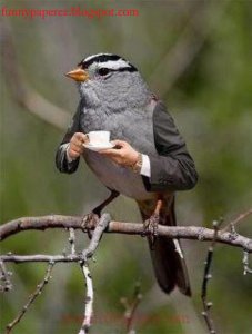 funny birds2.jpg