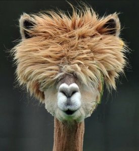hairy llama.jpg