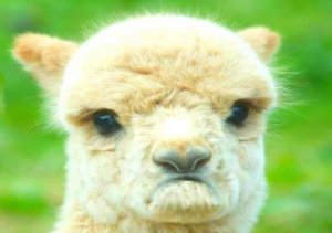 unhappy llama.jpg
