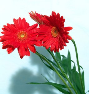 talking-flowers-1568139.jpg