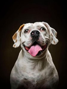 funny dog.jpg