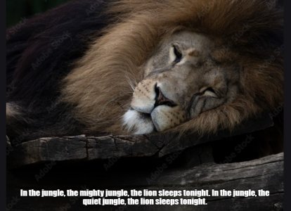 lion.jpg