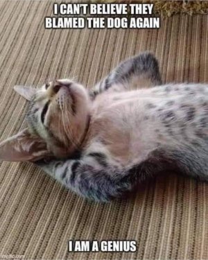 cat joke 12.jpg