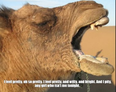 camel.jpg