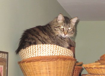 Fridge & baskets.jpeg