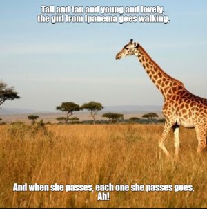 giraffe.jpg