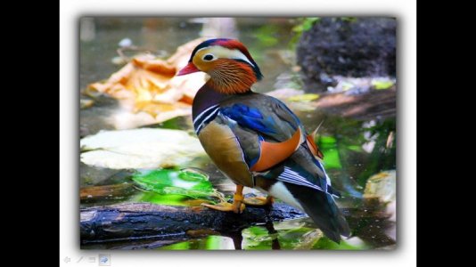 WRMbritebird.jpg