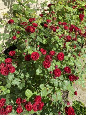IMG_0927.jpeg