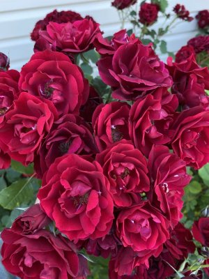 IMG_0935.jpeg