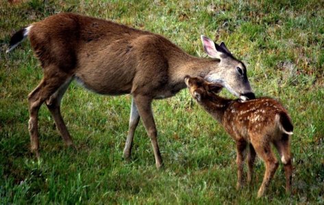 deer and fawn hug.jpg