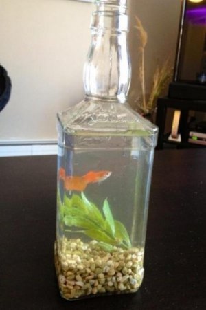 Whiskey bottle aquarium.jpg