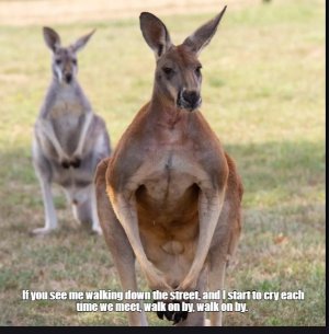 kangaroo.jpg