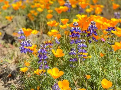 north-table-mountain-hike-lupin-poppy.jpg