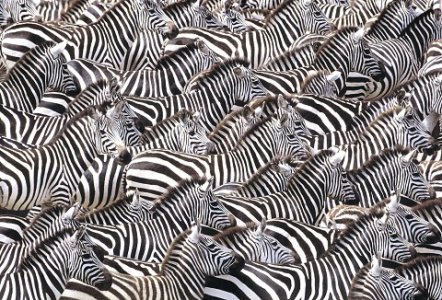 zebras.jpg zebras.jpg