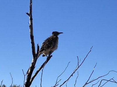 IMG_2729.jpeg