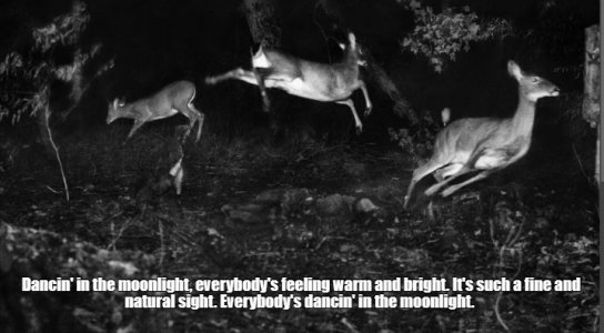 deer.jpg