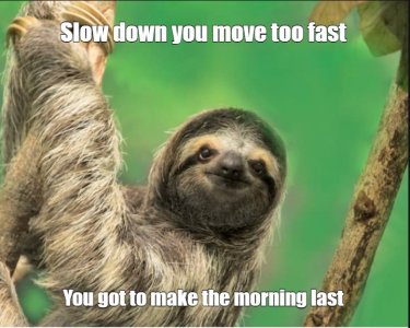 sloth.jpg