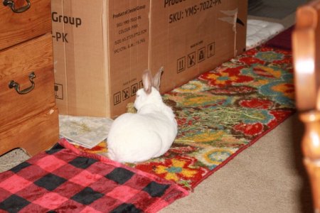 bunny.JPG