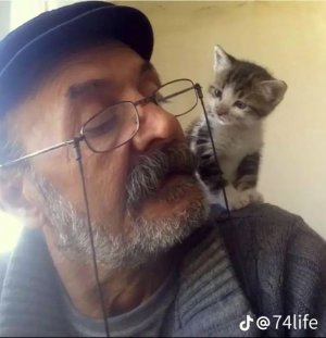 cat3.jpg