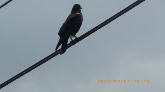 IMGP2562.JPG