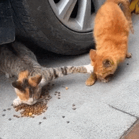 catkeepaway.gif