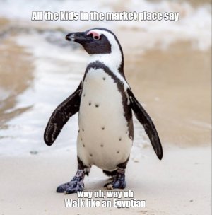 penguin.jpg
