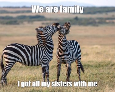 zebra.jpg