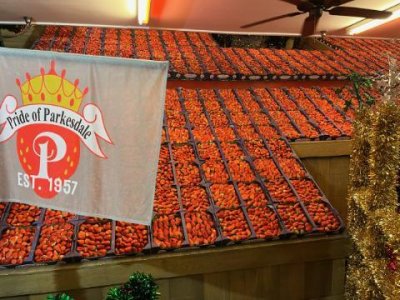 Strawberries 2024.jpg